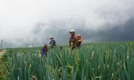 Cuaca Mendukung, Hasil Panen Daun Bawang Meningkat