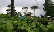 Nasib Pemetik Teh Blado  di Tengah Pandemi Covid-19
