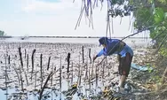 Peduli Lingkungan, Mahasiswa KKN UIN Walisongo Tanam Mangrove di Dusun Gandong