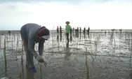 PEN Padat Karya Mangrove Bantu Ribuan Petani Pantura