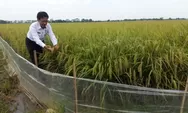 Swasembada Pangan, Pemkab Batang Budidaya Padi Inpari Nutri Zinc
