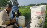 Pupuk Subsidi Langka, Begini Pejelasan Dinas Pertanian dan Pangan Kendal