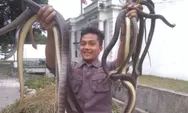 Bersih-bersih Benteng Vastenburg, Petugas Temukan Belasan Ekor Ular