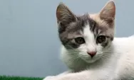 Bikin Gemas! 4 Tanda Kucing Menyukai Kamu
