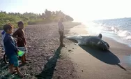 Ikan Paus Tewas Terdampar Di Pantai