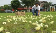  Kumpulan cerita lucu dan kisah nyata salah memasukkan amplop dan meracuni ayam peliharaaan sendiri