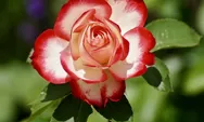 Menarik diketahui, ini 8 jenis warna bunga mawar dan makna yang terkandung di dalamnya