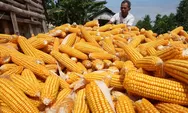 Dukung Petani Jagung, Perum BULOG Bagikan Corn Sheller
