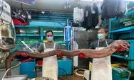 Pasar Makanan di Hongkong Jual Belut Raksasa, Ukurannya Bikin Tercengang