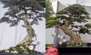 Mantap, Bonsai PPBI OKI Dapat Double Winner Pada Kontes Tingkat Nasional di Muara Enim