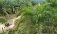Diduga Usaha Perkebunan Kelapa Sawit di Batanghari Tidak Kantongi Izin