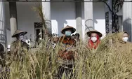 Hendi Panen Padi di Balaikota Semarang