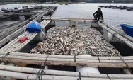 Gegara Cuaca Buruk dan Upwelling Puluhan Ton Ikan di Waduk Kedung Ombo Mati Massal