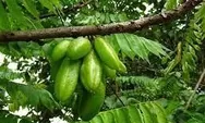 Belimbing Wuluh Obat Ampuh Tulang Rapuh, Ada 4 Manfaat Lainnya