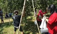 Wisata Jeruk Sumber Soneyan Kini Mulai 'Diburu'