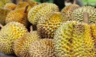 Yuk.. Berburu Raja Buah di 'Pesta Durian, Enak Murah'