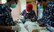 Populasi Sudah 'Over' di Boyolali, Kucing dan Anjing Disterilisasi