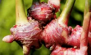 Selain Sembuhkan Ginjal, Jahe Merah Meningkatkan Kesuburan Pria