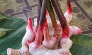 5 Manfaat Lengkuas untuk Kesehatan, Mulai dari Sakit Perut Hingga Otak