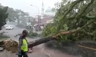 Hujan Disertai Angin, Enam Pohon Trembesi Berukuran Besar di Jalur Ciamis Banjar Ambruk