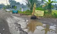 Warga Tanami Pohon Pisang di Jalan Berlubang Ke Tempat Wisata di Tasikmalaya