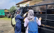 Belasan Hewan Sapi Ditemukan Terjangkit Penyakit Mulut Dan Kuku