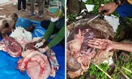 Dinas Pertanian Temukan Lima Ekor Sapi Kurban, Terjangkit Cacing Pita