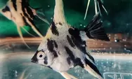 Mengenal Ikan Hias Manfish, dari Ikan Bulan Jadi Ikan Layang-layang