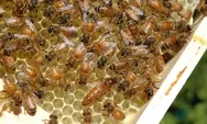 Sama-sama Disebut Dalam Quran, Namun Lebah Punya Keistimewaan Lebih Dibanding Lalat dan Serangga