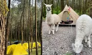 Tangkal Pinus Jayagiri Lembang, Destinasi Wisata Camping Nan Unik, Bisa Main Bareng Alpaca di Tengah Hutan