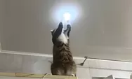 Seekor Kucing Bisa Perbaiki Lampu Bak Sarjana Teknik Elektro! Kok Bisa?
