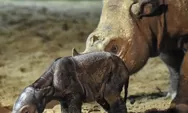 Selamat! Anak Badak Sumatera Lahir di Taman Nasional Way Kambas