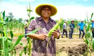Dukung Ketahanan Pangan, Wilmar Kolaborasi dengan Petani Mengolah Lahan Pangan 30 Hektare