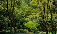 Healing Gratis di Tengah Kota Bandung Sejuk dan Estetik, Hutan Kota Babakan Siliwangi Cocok Buat Refreshing
