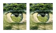 Tes Kepribadian: Gambar Pertama yang Kamu Lihat Mata Atau Hutan? Jawabanmu Ungkap Soal Rasa Insecure
