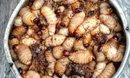 Viral Usai jadi Bekal Anak SD, Ternyata Ulat Sagu Kaya Akan Nutrisi, Proteinnya Tinggi, Simak Di Sini!