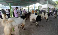 Begini Cara Kabupaten Kulon Progo Cari Bibit Kambing Peranakan Etawa Berkualitas 