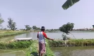 Petani Tambak di Kendal Merugi Ternyata Ini Penyebabnya