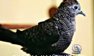 Burung Perkutut Katuranggan Cemani Menang Lawan Khodam Genderuwo? Begini Penjelasannya!