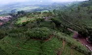 Review Kebun Teh Jamus Lereng Gunung Lawu Kabupaten Ngawi, dari Tiket hingga Wahana yang Tersedia