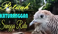 Ciri Khas dan Mitos Burung Perkutut Songgo Ratu, Katuranggan Istimewa Pembawa Aura Positif, Favorit Leluhur
