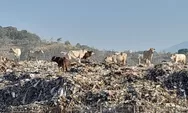 Pemkot Ambil Langkah Ini Usai Sapi-Sapi di TPA Jatibarang Sudah Makan Sampah Sejak 1997, Bakal Dipindahkan?