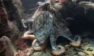 Kenali Kelompok Hewan Bertentakel, Cephalopoda. Salah Satunya Mudah Ditemukan di Pasar