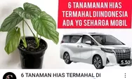 6 Tanaman Hias Termahal di Indonesia, Ada Yang Seharga Mobil Toyota Alphard Milyaran Rupiah