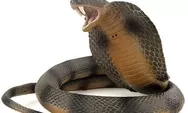 Mematikan, Namun Daging dan Darah Ular Kobra Bermanfaat Bagi Kesehatan Tubuh, Mengobati Lemah Syahwat 