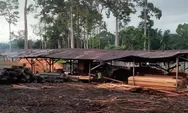 Aparat Terkait didesak tindak operasional Mesin pengolah kayu diduga ilegal di Madina