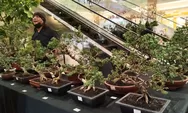 PPBI Cabang Kota Yogyakarta Gelar Pameran Bonsai