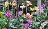 Ayo, Simak Aneka Ragam Keindahan di Festival  Tanaman Anggrek di Harjobinangun Pakem