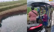 Sawah Tiba-Tiba Ambles, Sinkhole di Situjuah Limo Nagari Jadi Tontonan Warga, Air Berubah Biru Kehijauan