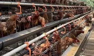 Harga DOC Masih Tinggi, Danantara Siapkan 12 Pabrik Pakan dan Bibit Ayam